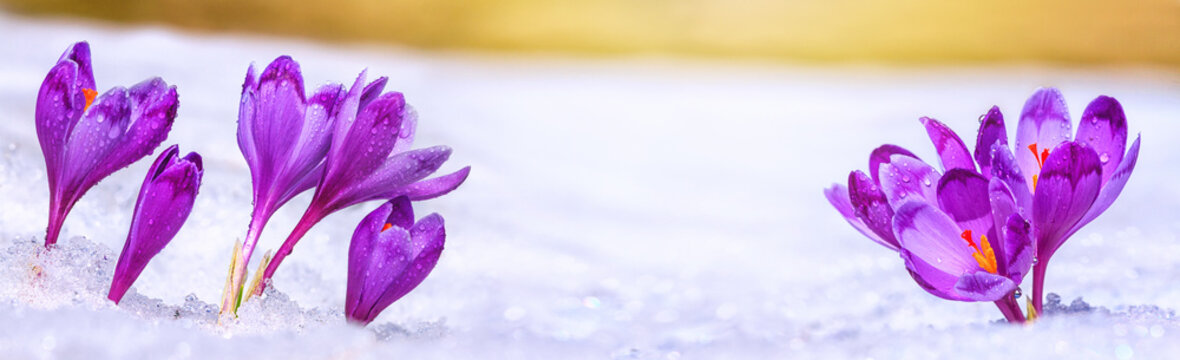 Crocuses - blooming purple flowers making their way from under the snow in early spring, closeup with space for text, banner