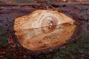 Place of cutting branches on the trunk of a coniferous tree. Striking branches in the forest.