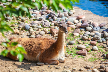 Lama South American at the zoo