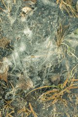 Texture of cracked ice with blades of grass