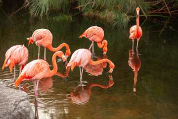Greater Flamingo (Phoenicopterus roseus) on the wate
