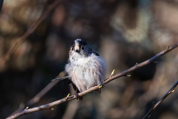 long tailed tit