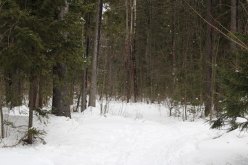 forest in winter