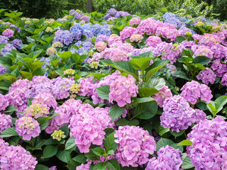 Bright pink and blue flowers in full bloom