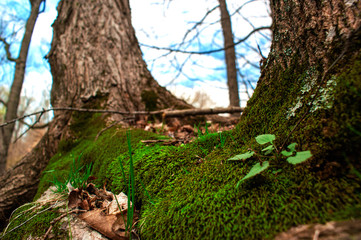 Mossy tree in the park