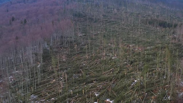 Aerial 4k clip showing hundreds of fir trees torn up by their roots, razed to the ground, by a severe wind storm in Ciucas Mountains, Romania. Severe storms have hit Europe early in 2020