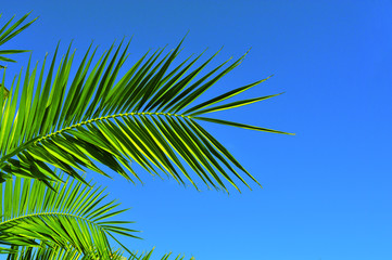 Palm leaf against blue sky background.
