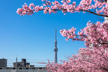 (東京都ｰ都市風景)東京スカイツリーと河津さくら１