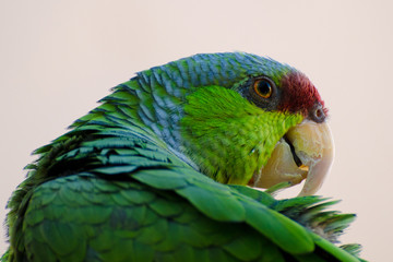 Lilac-crowned Amazon Parrot Preening and Grooming