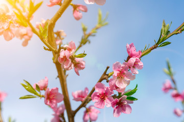 Fototapeta premium Beautiful peach blossom. Pink Peach Flowers. peach flowers on blue sky background. toned