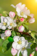 Fototapeta na wymiar Honey bee pollinating apple blossom. The Apple tree blooms. honey bee collects nectar on the flowers apple trees. Spring flowers. vertical photo. toned