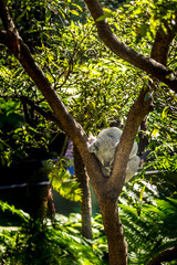 Sun shines through trees as a sleeping koala relaxes in safe sanctuary
