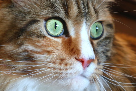 S&uuml;&szlig;e Maine Coon Kitten