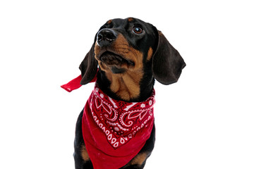 Eager Teckel puppy curiously looking up and wearing red bandana