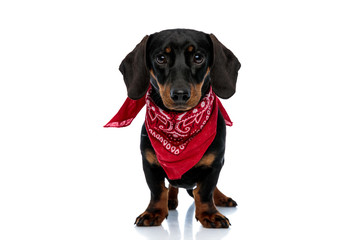 Lovely Teckel puppy looking forward wearing red bandana