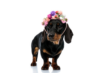 Lovely Teckel puppy wearing a colorful flower headband