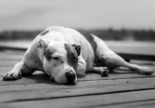 Black and white photo of a lazy dog by the sea, Sydney Australia