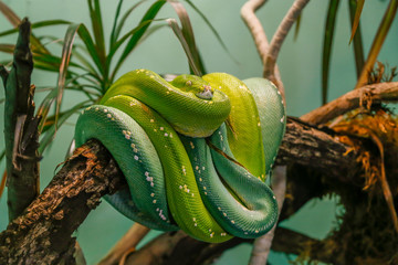 Green tree snake with biright green and emerald scales wrapped around a tree branch