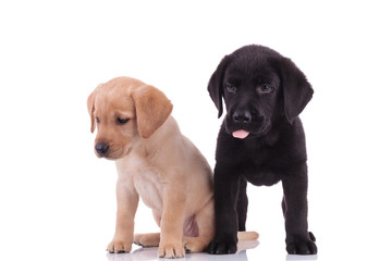 team of two labrador retrievers on white background