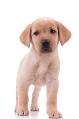 cute labrador retriever on white background