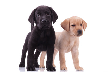 team of two labradors retrievers on white background