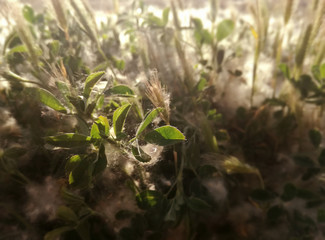 Grass in an area of ​​high concentration of pollen. Health, possible complications in patients...