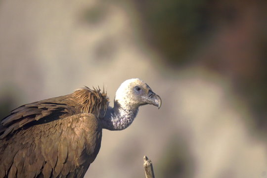 รูปภาพNecrofago เลือกดูภาพถ่ายสต็อก เวกเตอร์ และวิดีโอ302 Adobe Stock