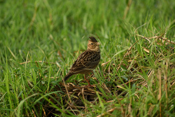 An Oriental skylark is looking for foods in a paddy field in West Bengal, India