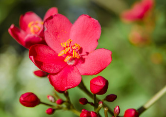 Tropical Flower, Fiji
