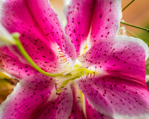 Close up of center of bright magenta and pink tiger lily. Flower is lit from behind and appears to glow.