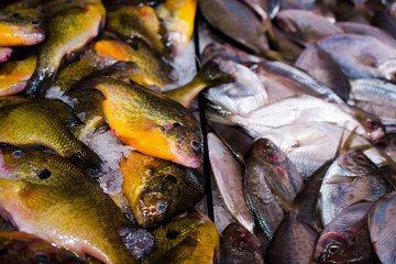 Fish on the market, Chinatown, New York, USA. Flier fish. Centrarchus macropterus. Lepomis gibbosus