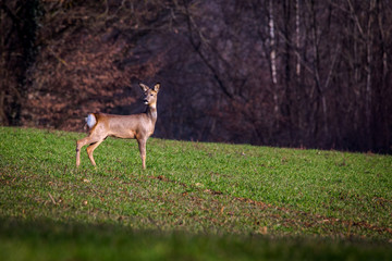 Young doe in nature, France, D3dec