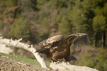 vulture
