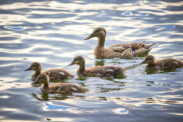Mallard ( Anas platyrhynchos ) with Ducklings	