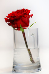 red, fully developed rose in a glass vase on a white, blurred background