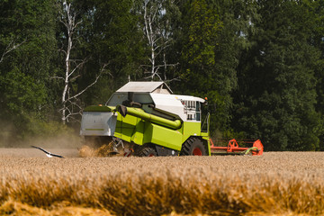 Fototapeta premium Combine harvester in action on wheat field. Process of gathering a ripe crop from the fields. Closeup