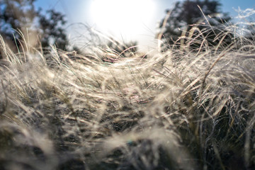 Feather grass. Sunset or sunrise. Natural background