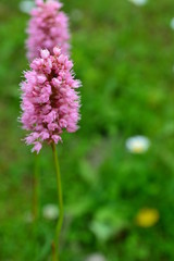 pink flower on Alpine meadows