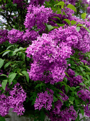 Obraz premium Blooming violet lilac bush vertical photo. Blossoming purple and violet lilac flowers in botanical garden. Beautiful spring flowers. Spring season, nature background