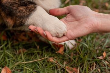 Welsh Corgi dog receives a reward for obedience