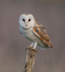 great grey owl in front of white background