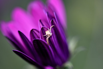Purple flower detail with a small white crab spider
