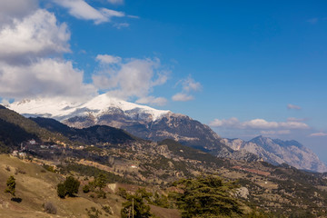 Dried cedar and snowy mountain views