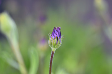 close up of purple flower