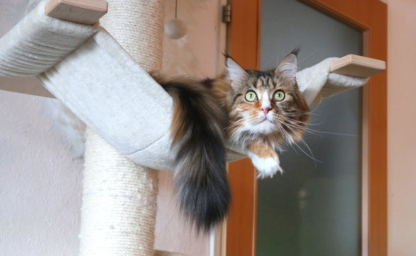 S&uuml;&szlig;e Maine Coon Kitten
