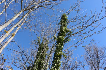 naturaleza ruinas antiguo