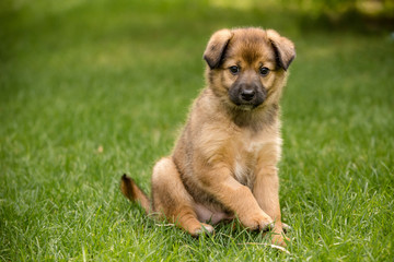 Portrait of cute brown puppy outside