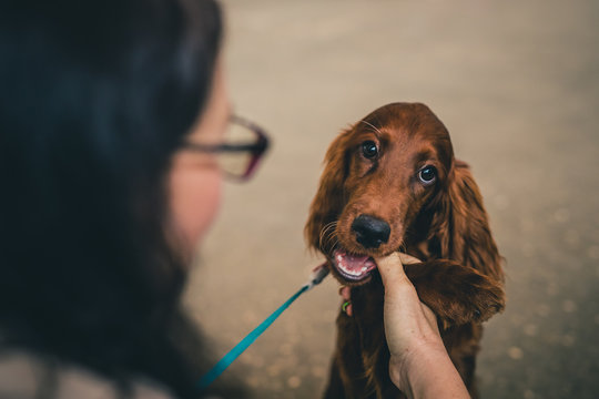 Brown Puppy Dog Is Hungry And Nibbling And Chewing His Owner's Hand Or Finger. Woman With Glasses Petting A Brown Dog On A Blue Leash.