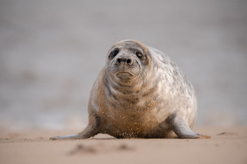Fototapeta premium seal on the beach