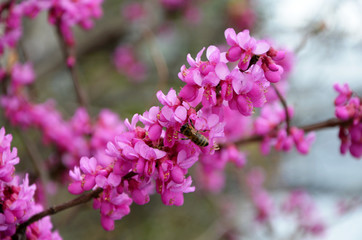 twigs of blooming Forsythia shrub with pink flowers